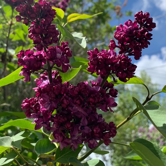 Meet your Posher, Zoey - Picture 1 of 1